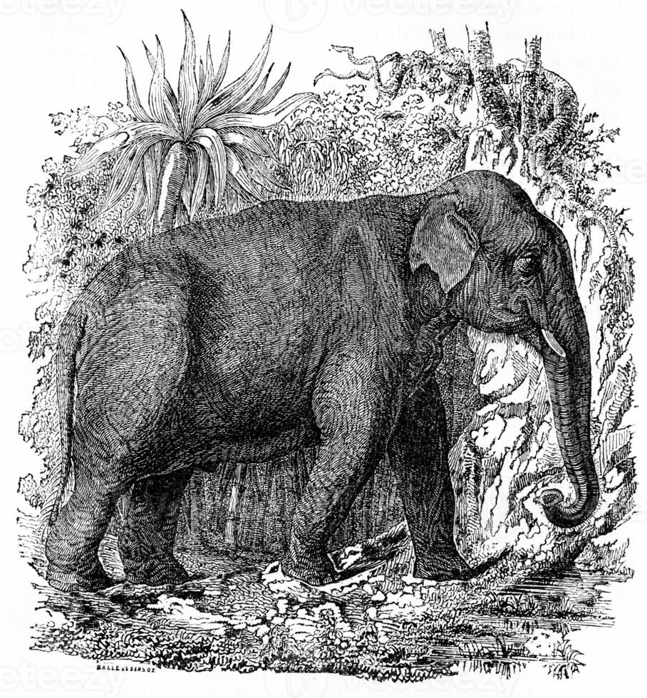 Elephant in India, vintage engraving. photo