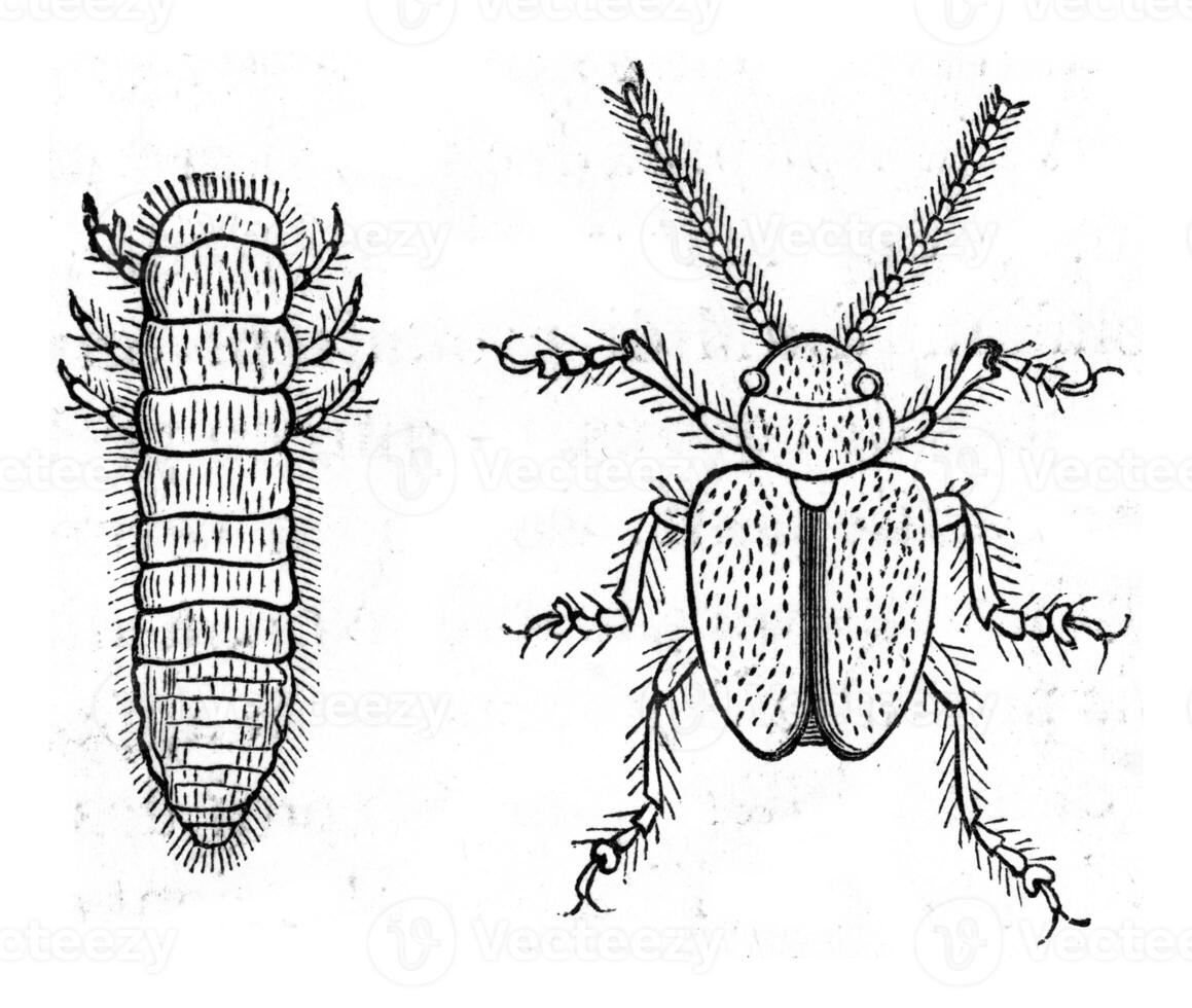 Colaspis of alfalfa, larva and adult state, vintage engraving. photo