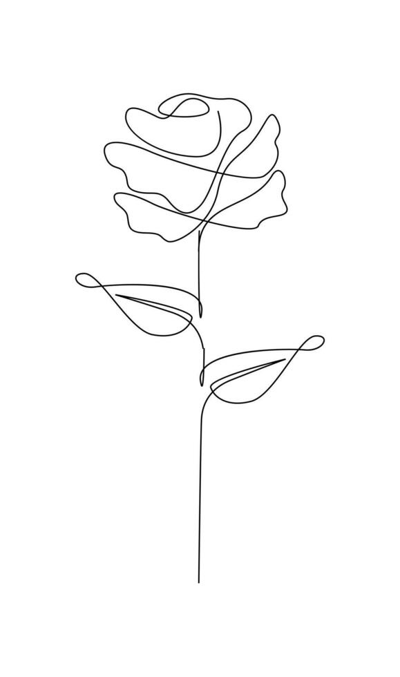 One line drawing. Garden rose with leaves. Hand drawn sketch. vector