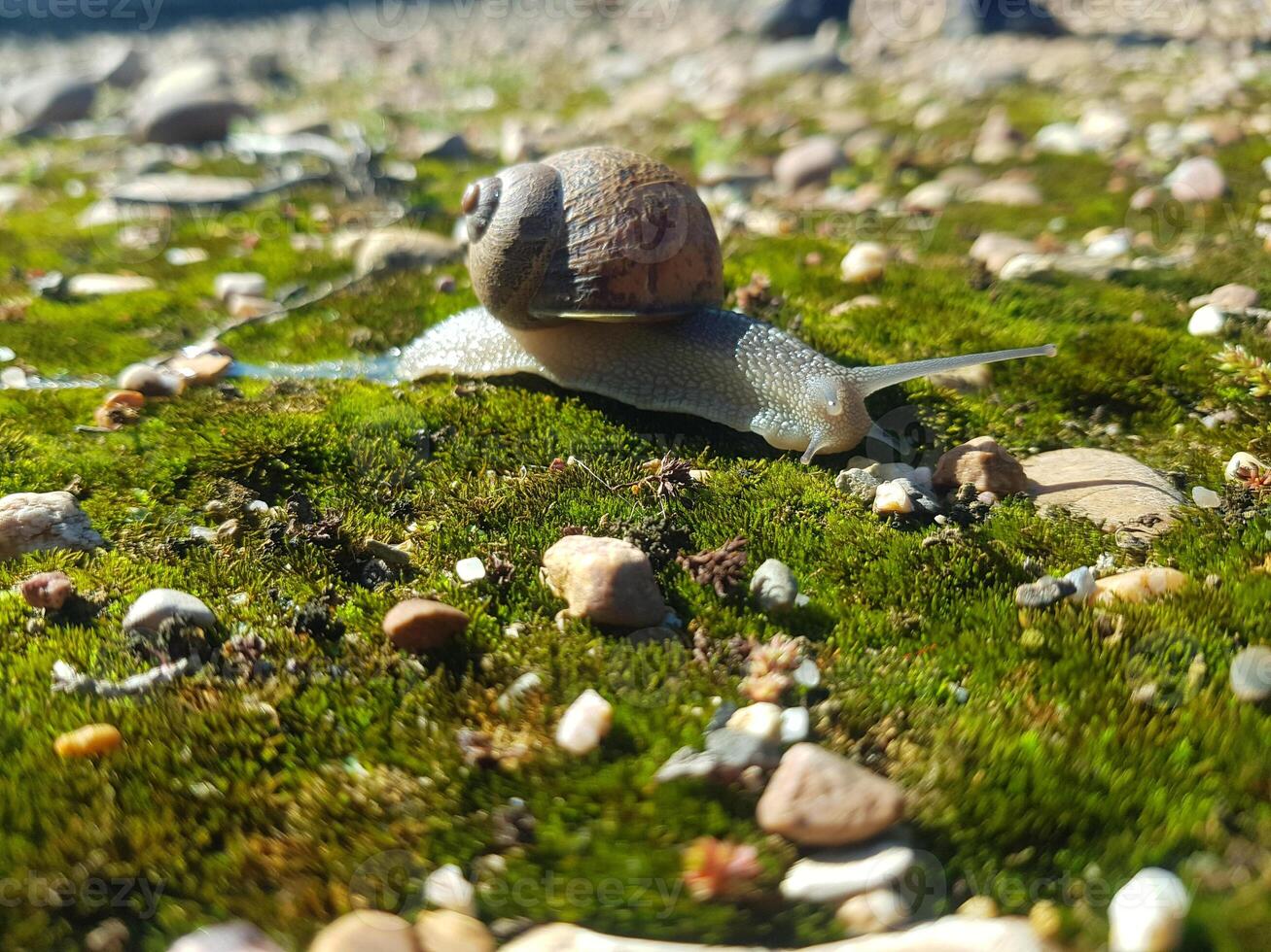 lento y estable, un caracoles viaje en el salvaje foto