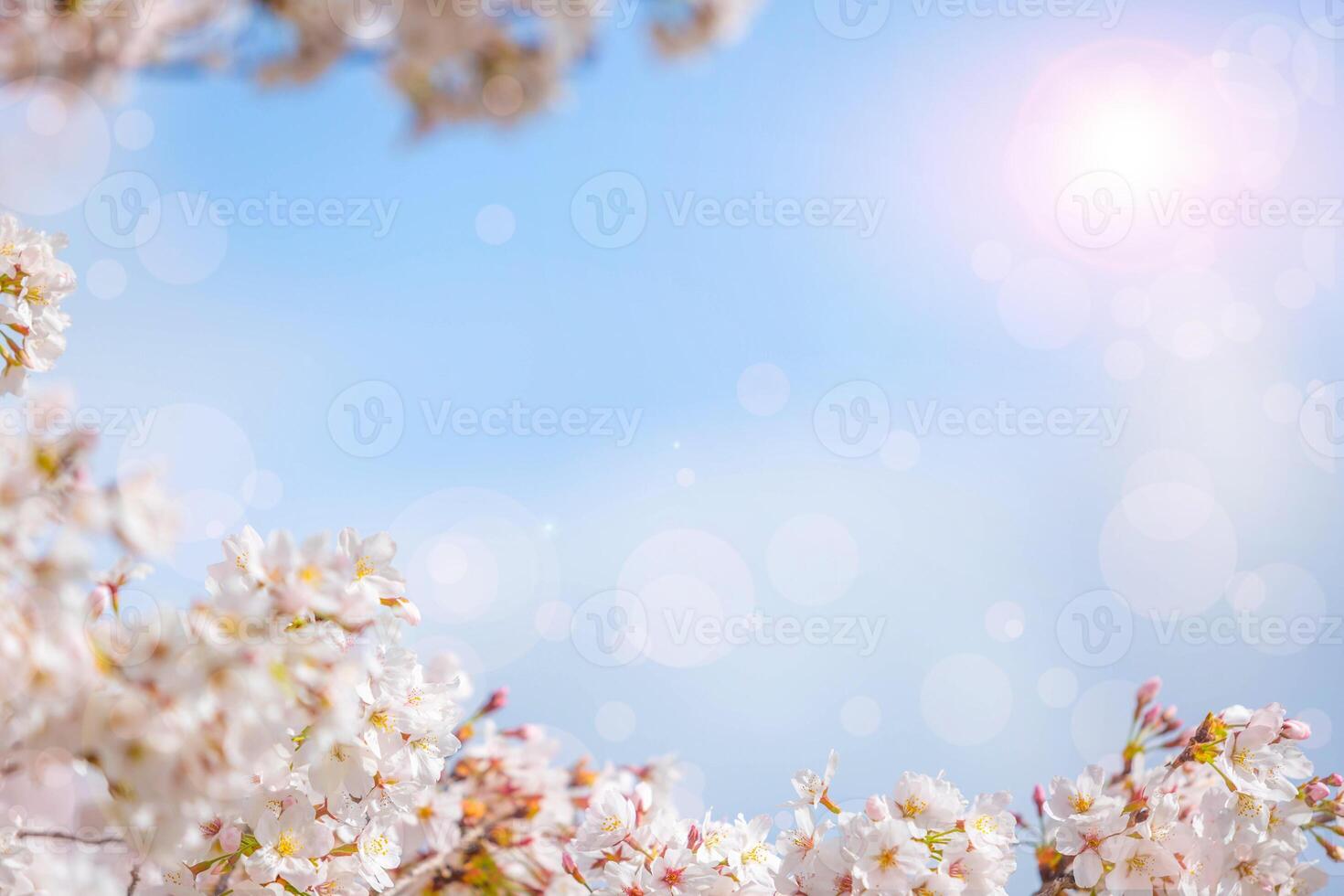 Cherry blossom  flower in spring for background or copy space for text photo