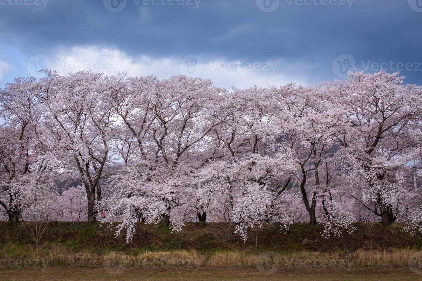 Beautiful rows of cherry trees along the roadside and cherry blossoms in full bloom in Gyeongju City, South Korea photo