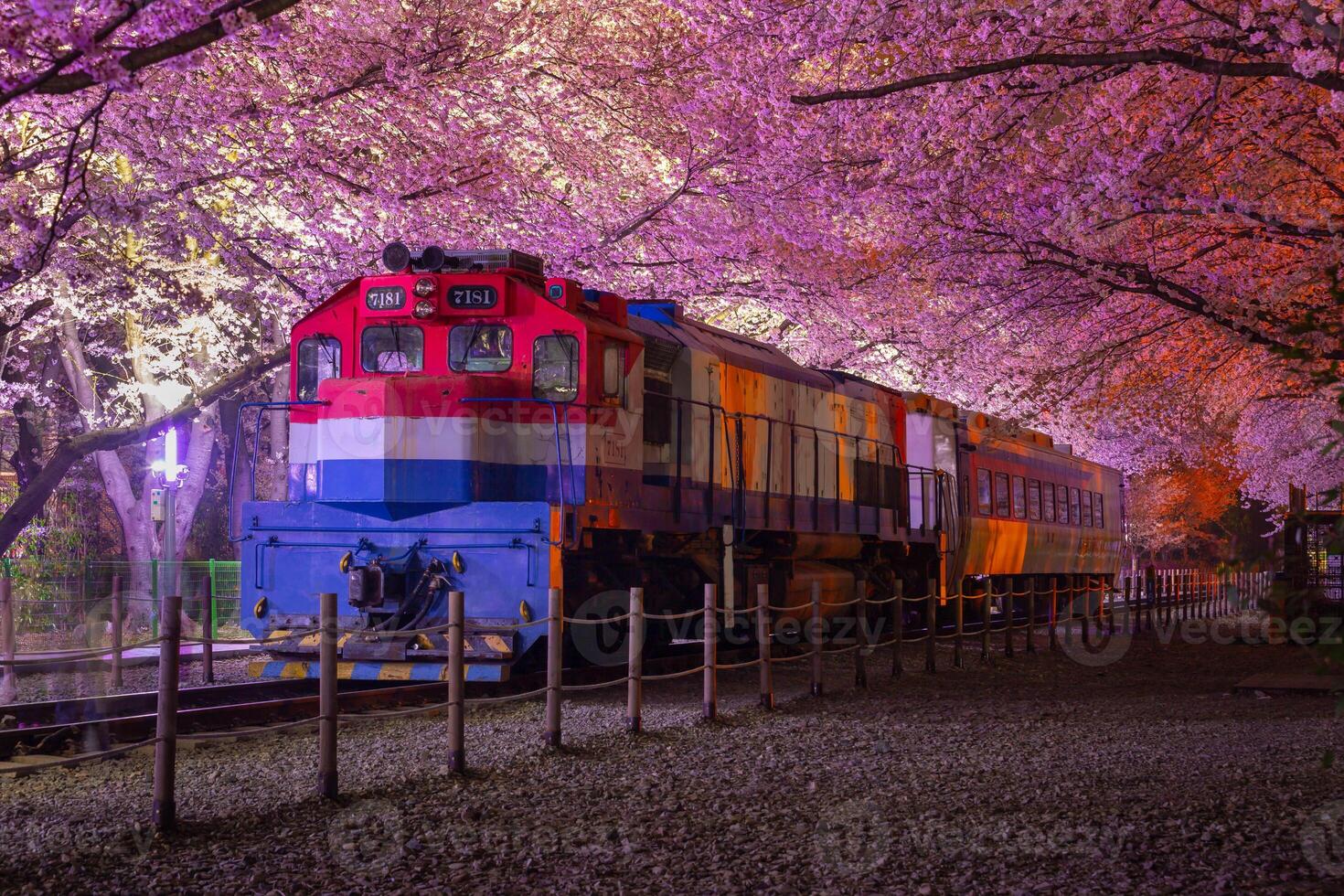 Cherry blossom and train in spring at night It is a popular cherry blossom viewing spot, jinhae, South Korea. photo
