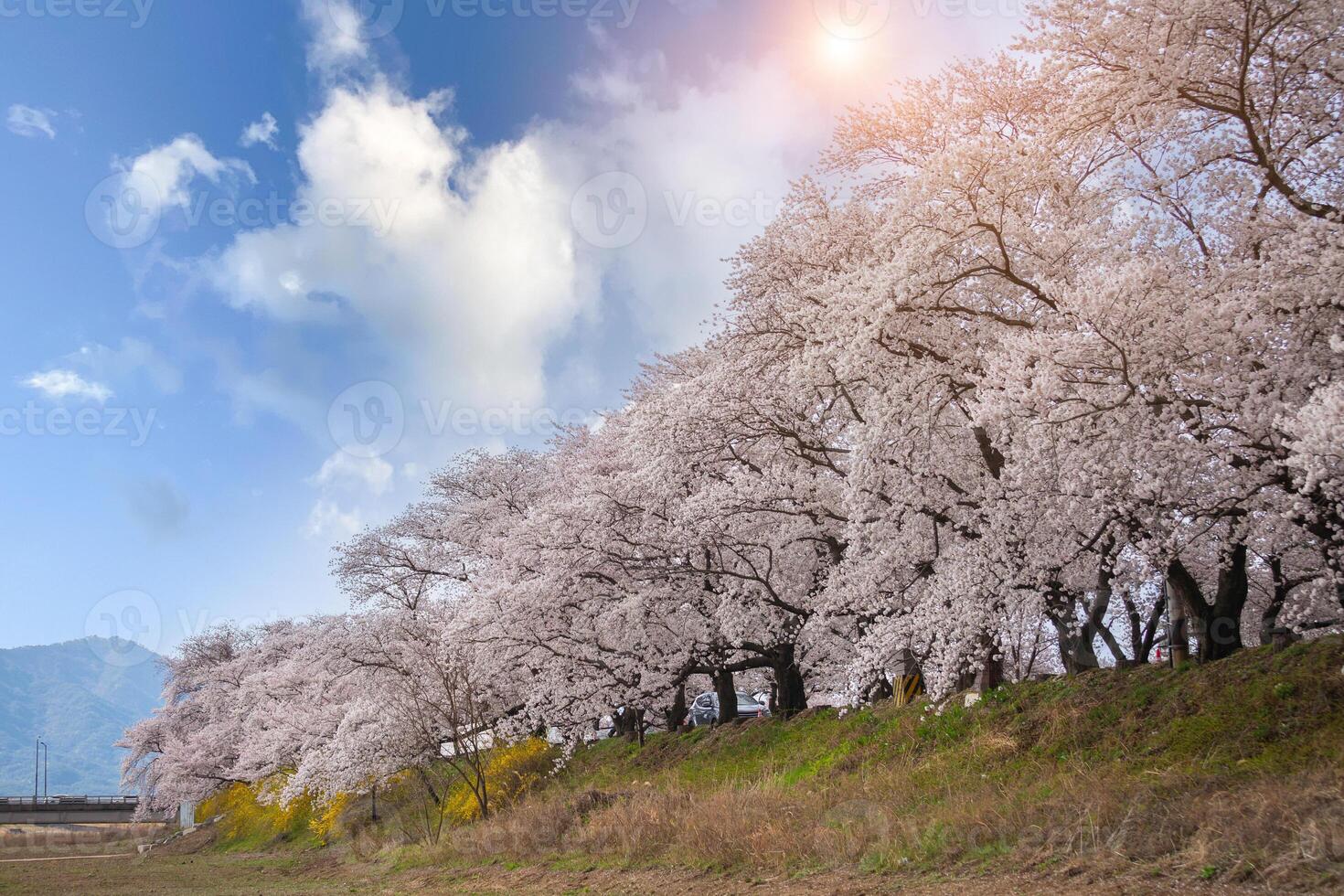 Beautiful rows of cherry trees along the roadside and cherry blossoms in full bloom in Gyeongju City, South Korea photo