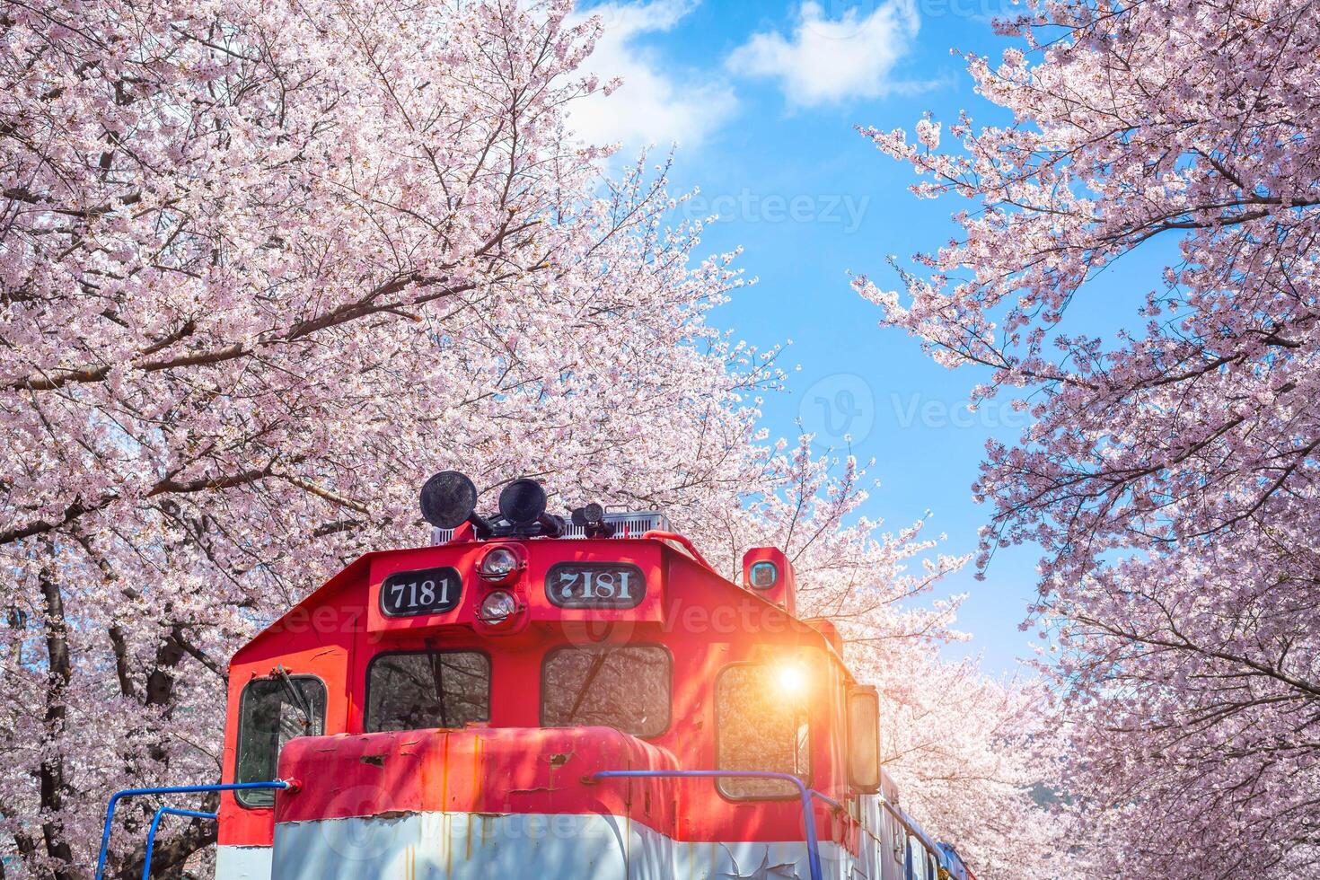Cherry blossom and train in spring in Korea is the popular cherry blossom viewing spot, jinhae South Korea. photo