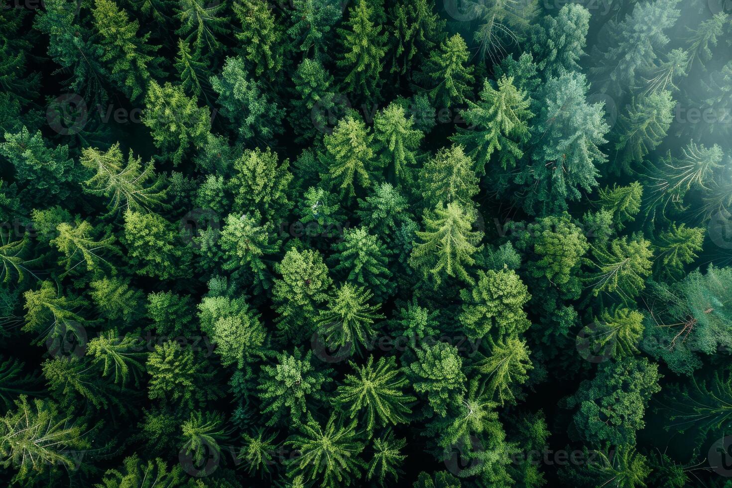 AI generated An expansive reforestation area showcases conservation scale and tree planting's climate resilience impact. photo