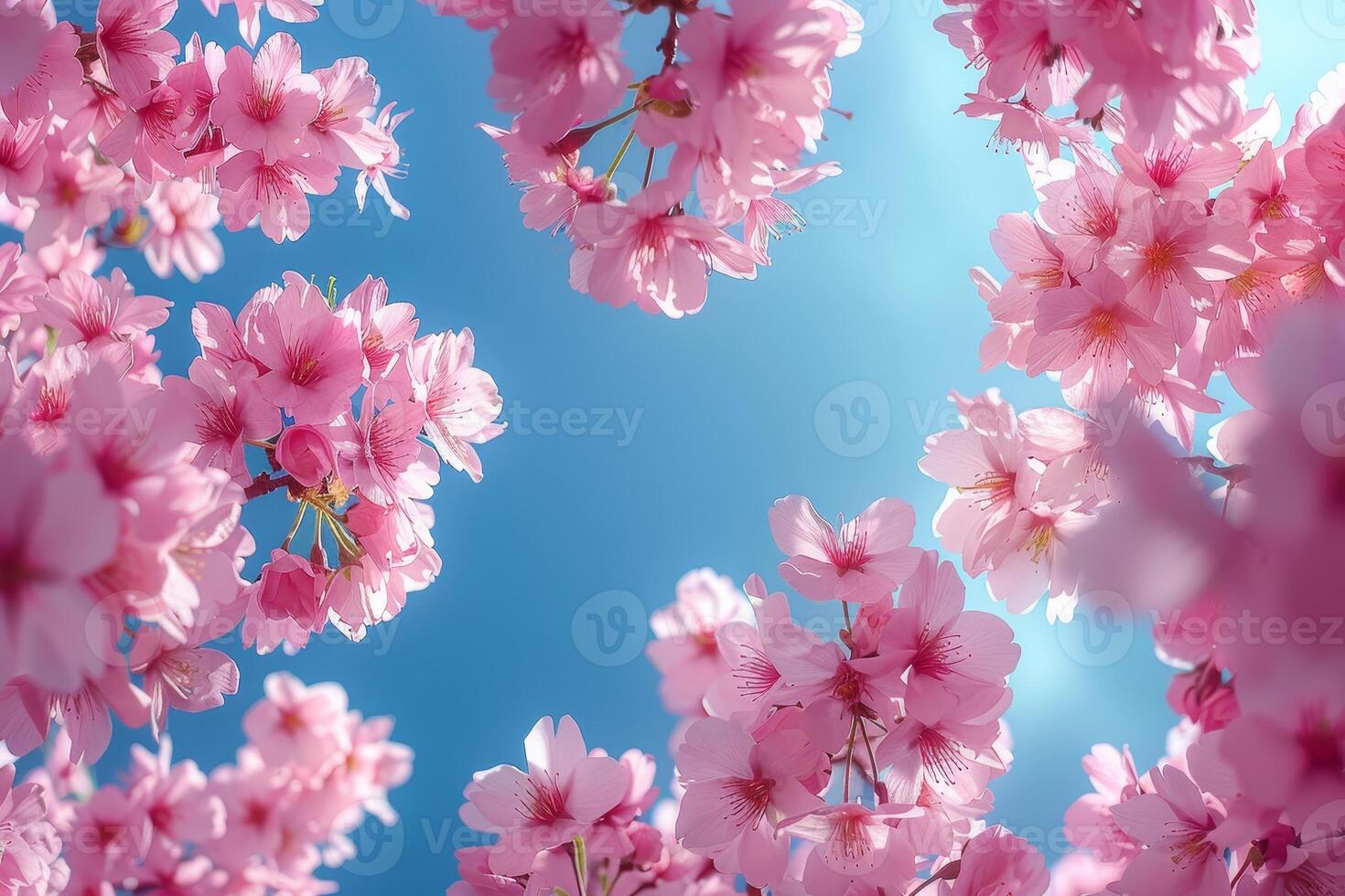 AI generated Spring's Cherry Blossoms Display, Sky Blue Contrast photo