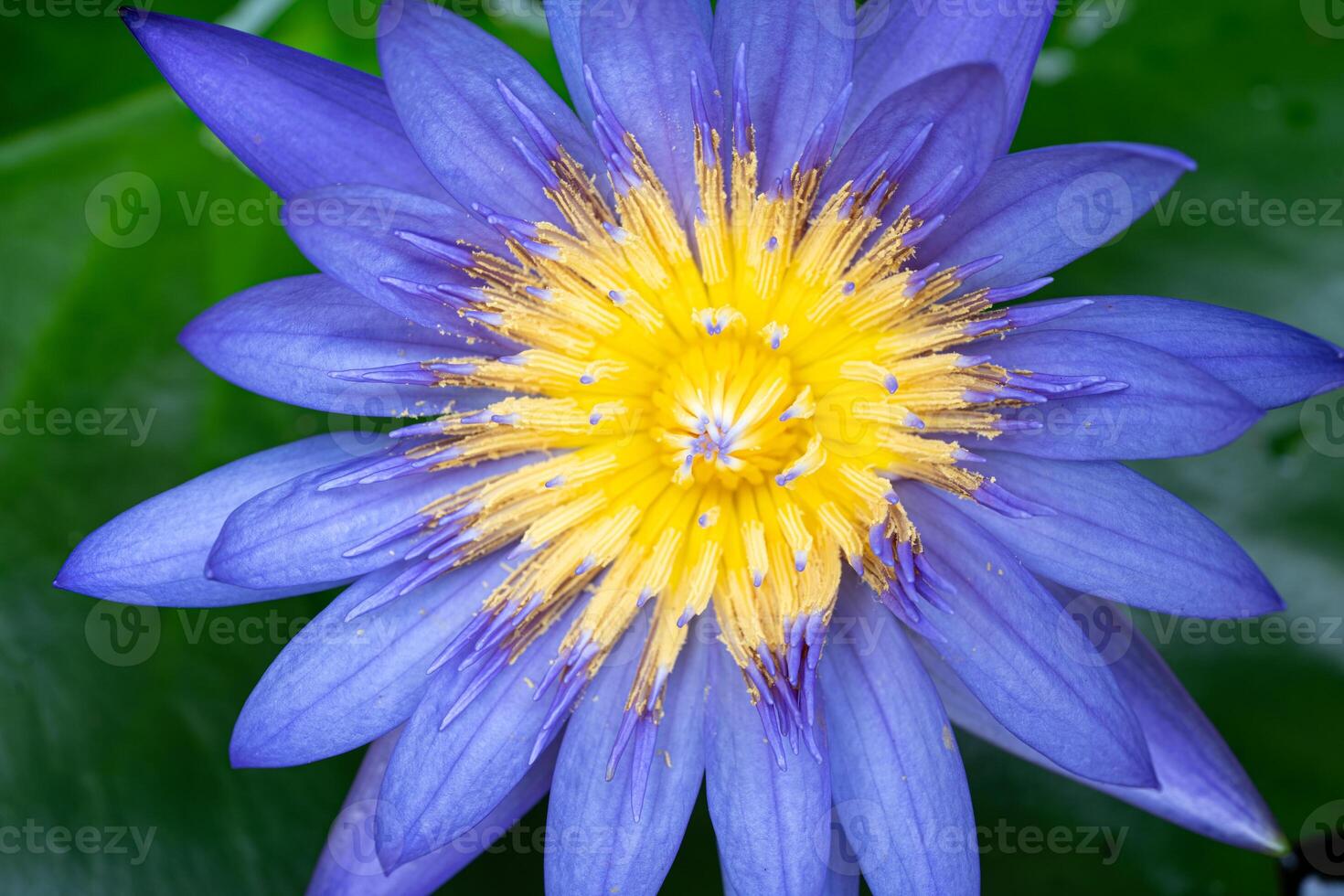 Macro view of Purple color water lily with Yellow color in the middle. A beautiful scene from the home garden photo