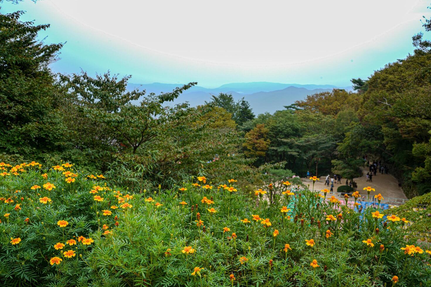 A beautiful scenery on the mountain with fresh flowers and green tree and bleu sky in korea gyeongju heritage park photo