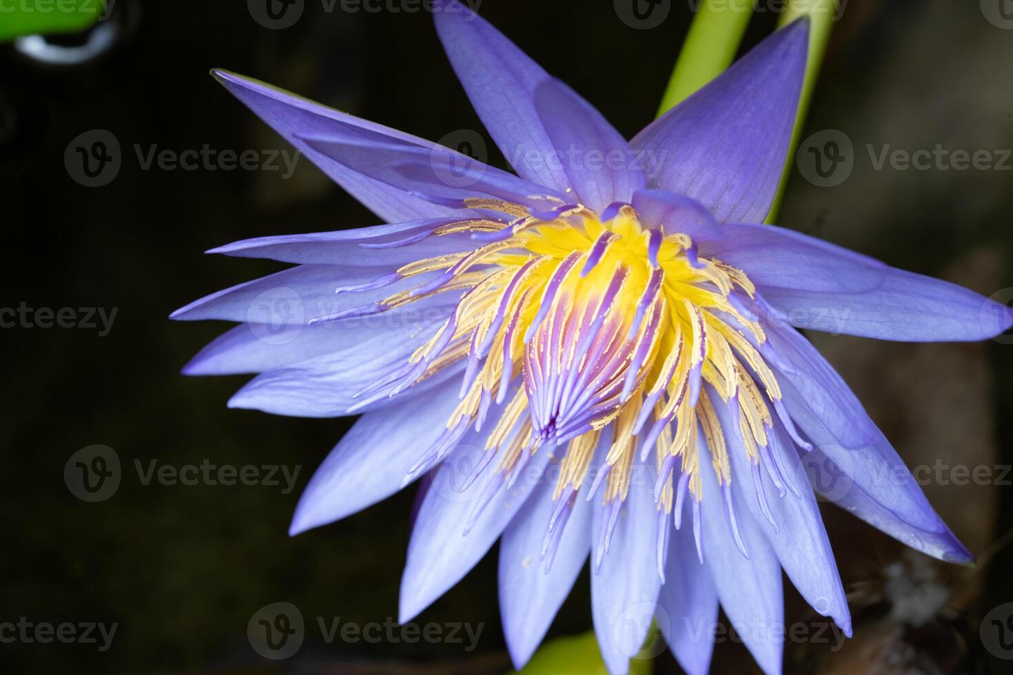 Macro view of Puple color water lily with Yellow color in the middle photo