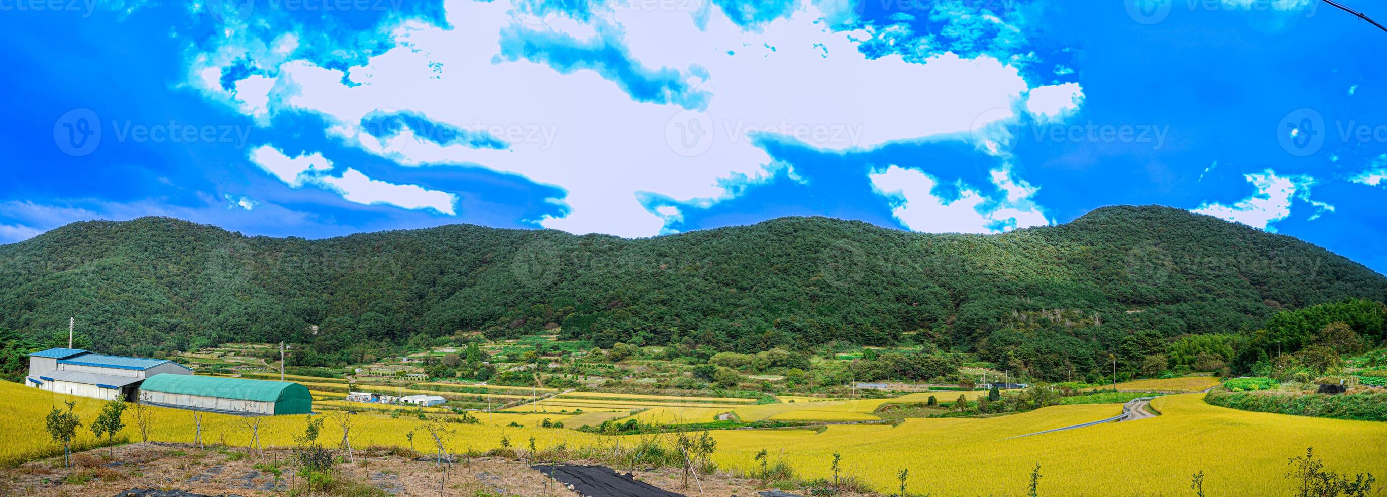 panorámico ver de un agricultura tierra en sur Corea con plantas son arrozal campos foto