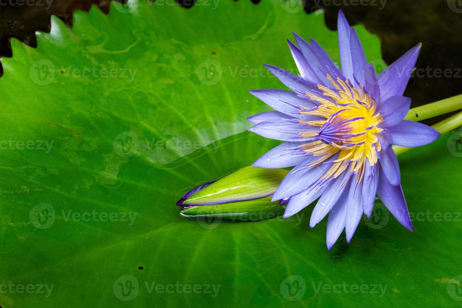 Macro view of Puple color water lily with Yellow color in the middle photo