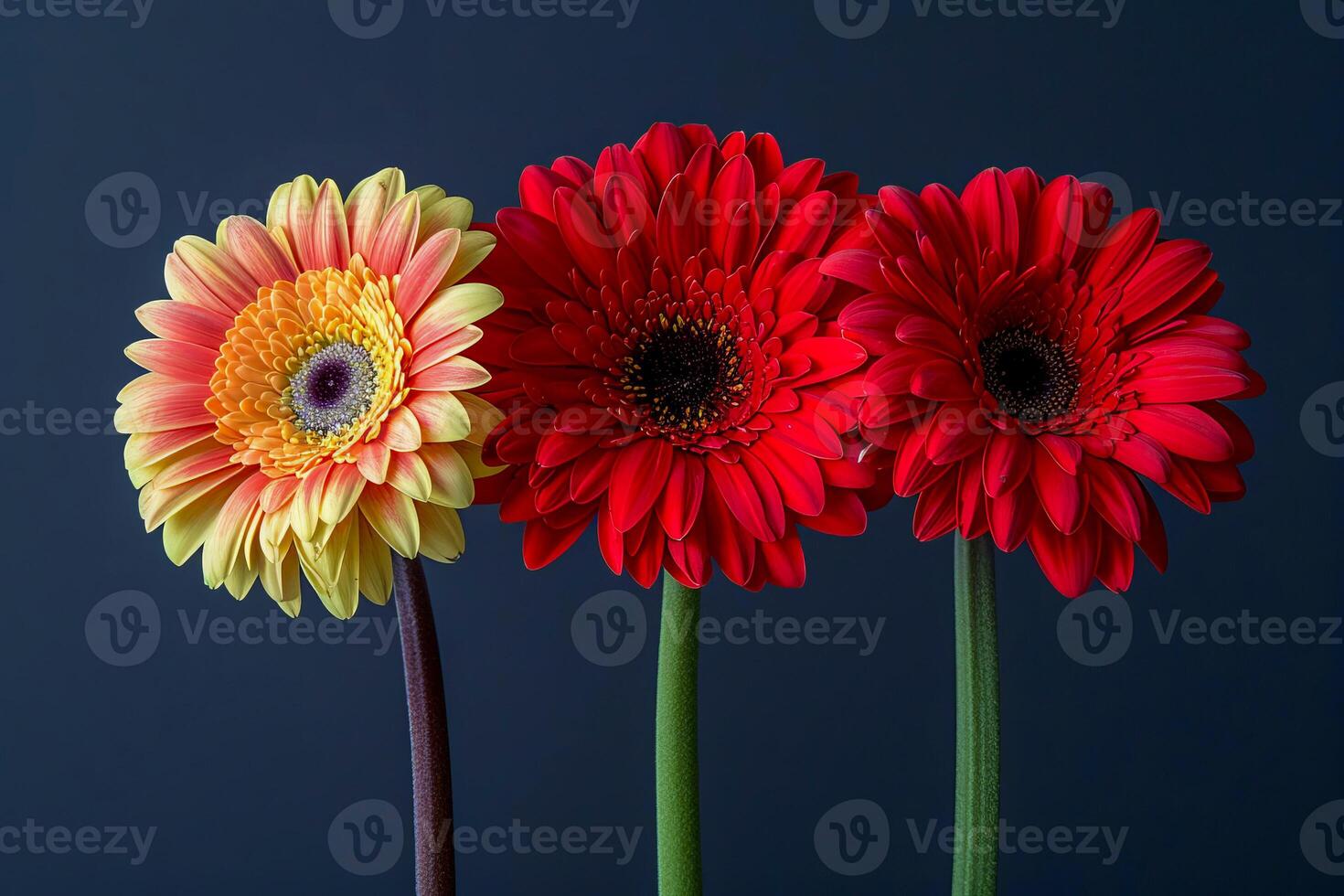 Three beautiful gerberas on a black background. AI generated. photo