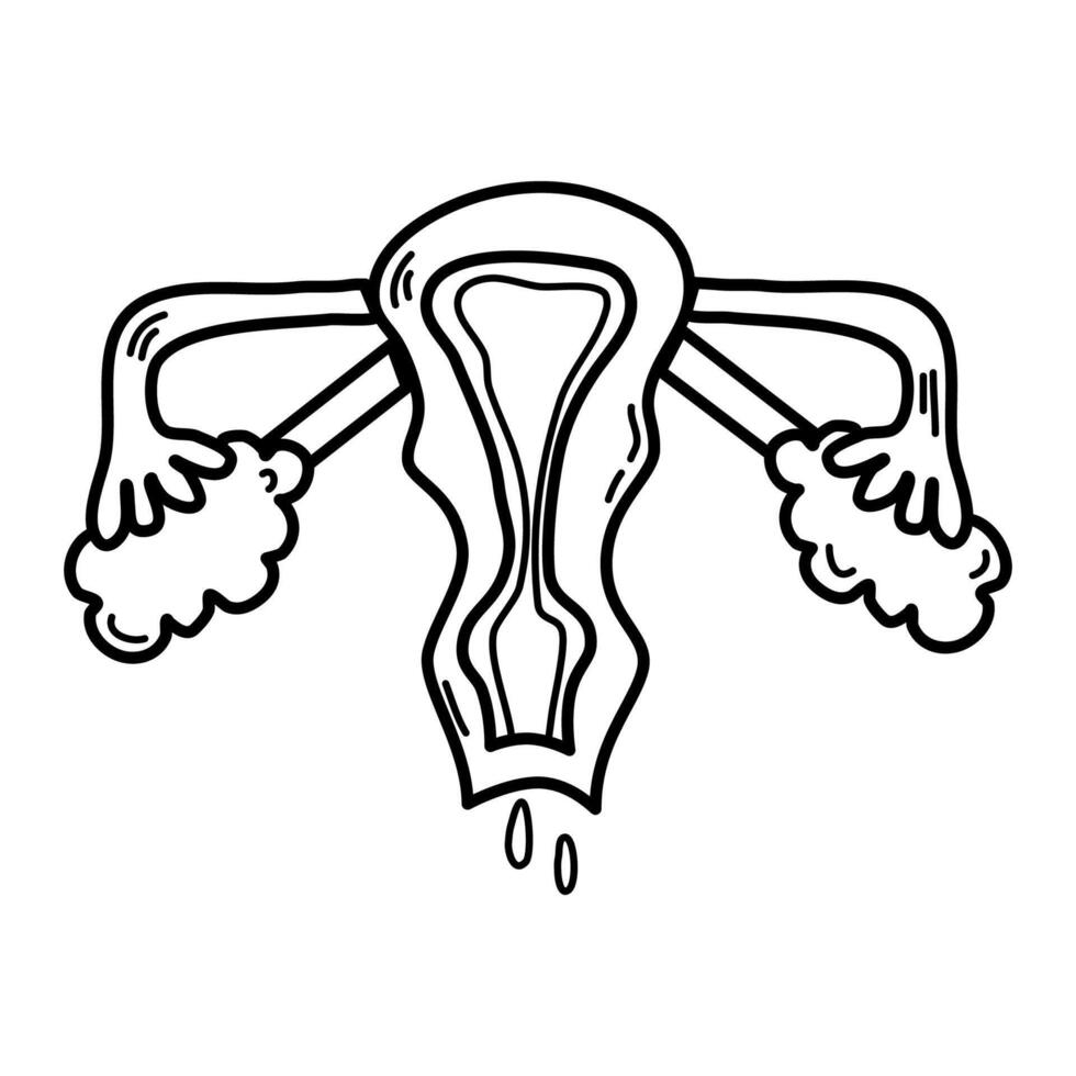 Ovary, uterus , reproductive system  vector illustration