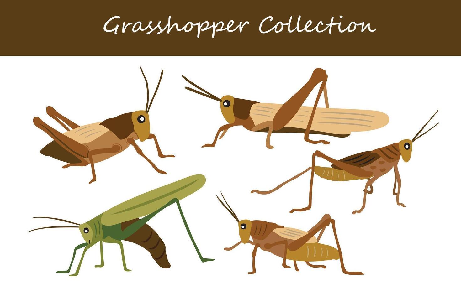 Collection of grasshopper isolated on white background. Vector illustration.