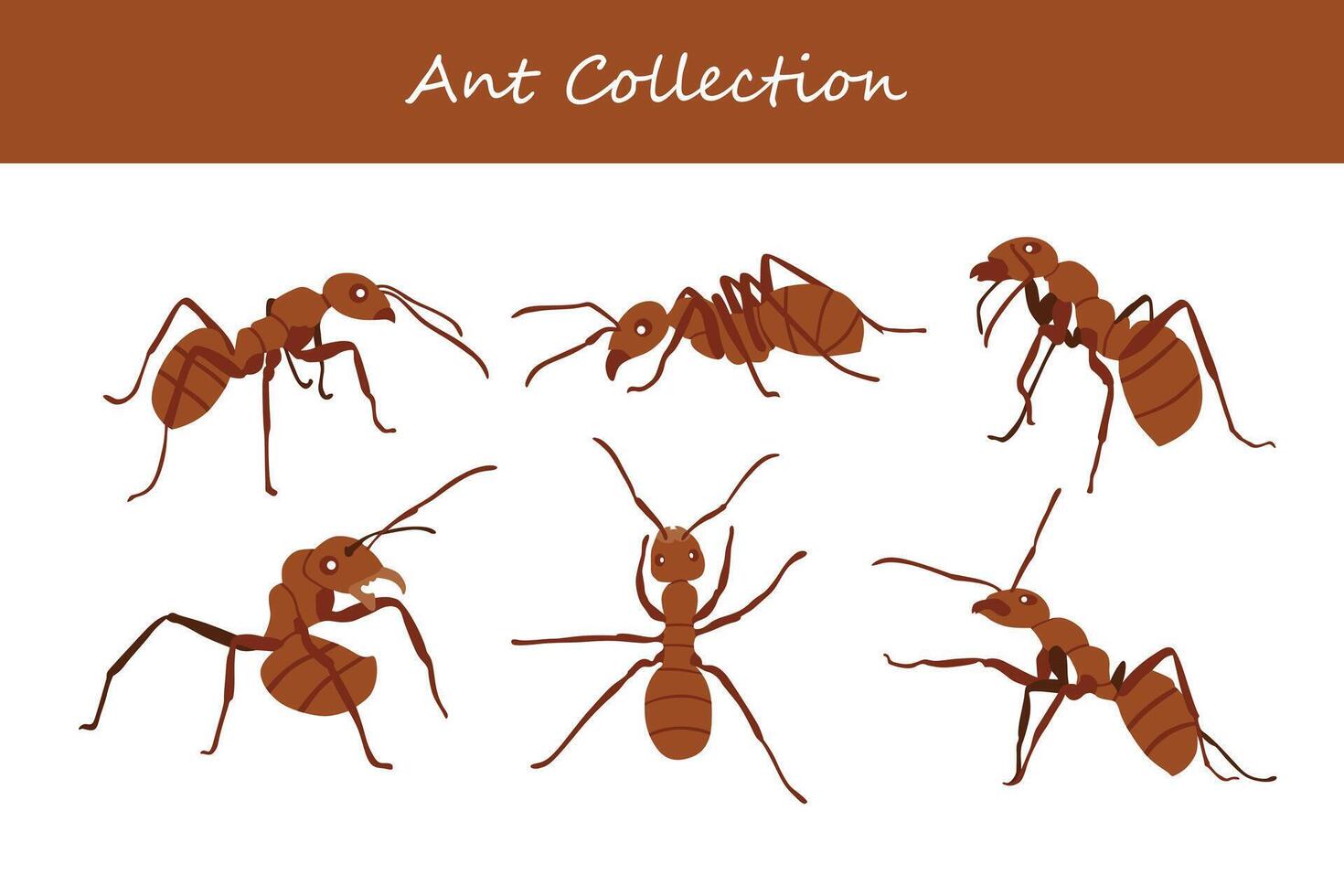 Ants set. Ants collection. Ants vector illustration.