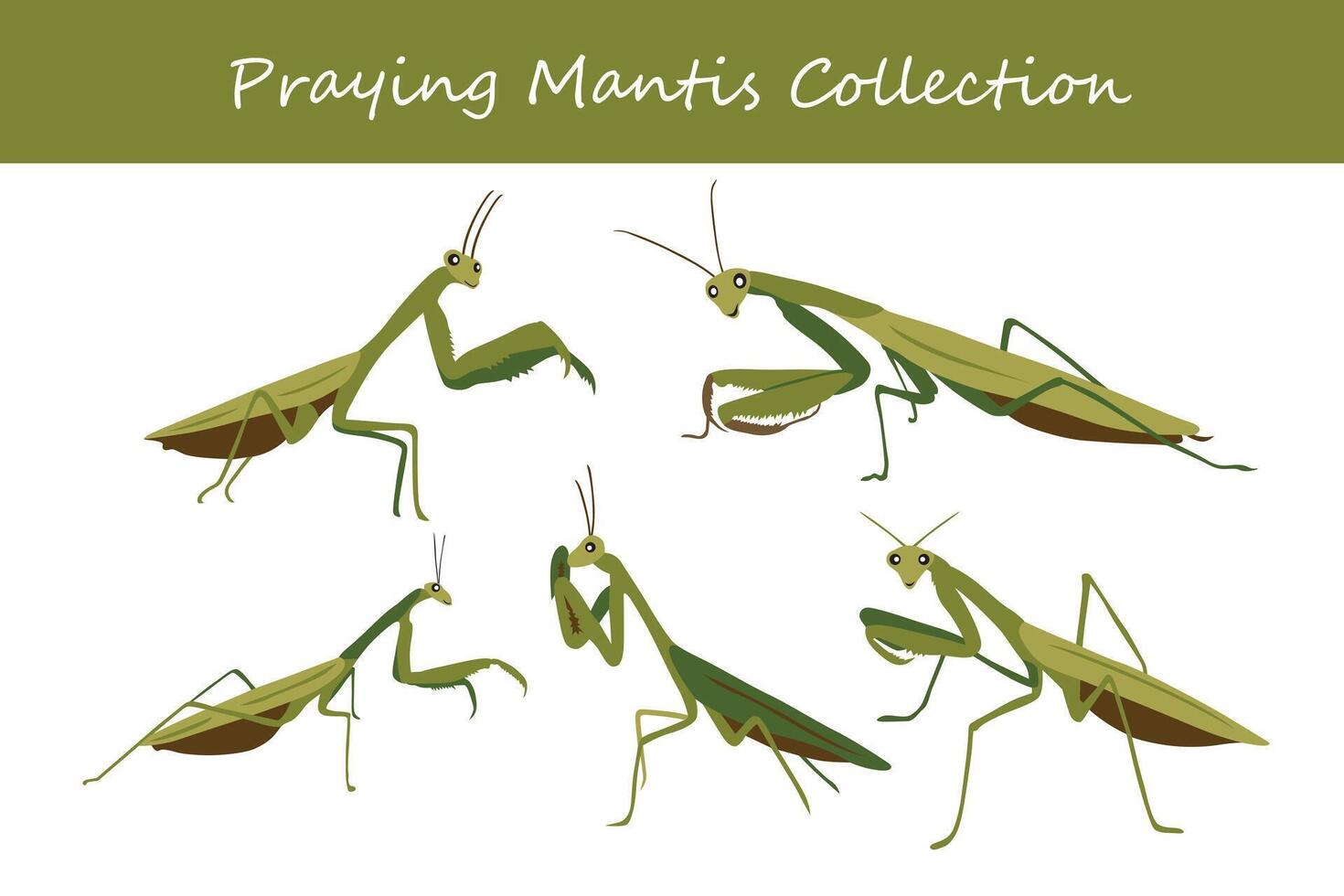 Orando mantis. conjunto de Orando mantis. vector ilustración