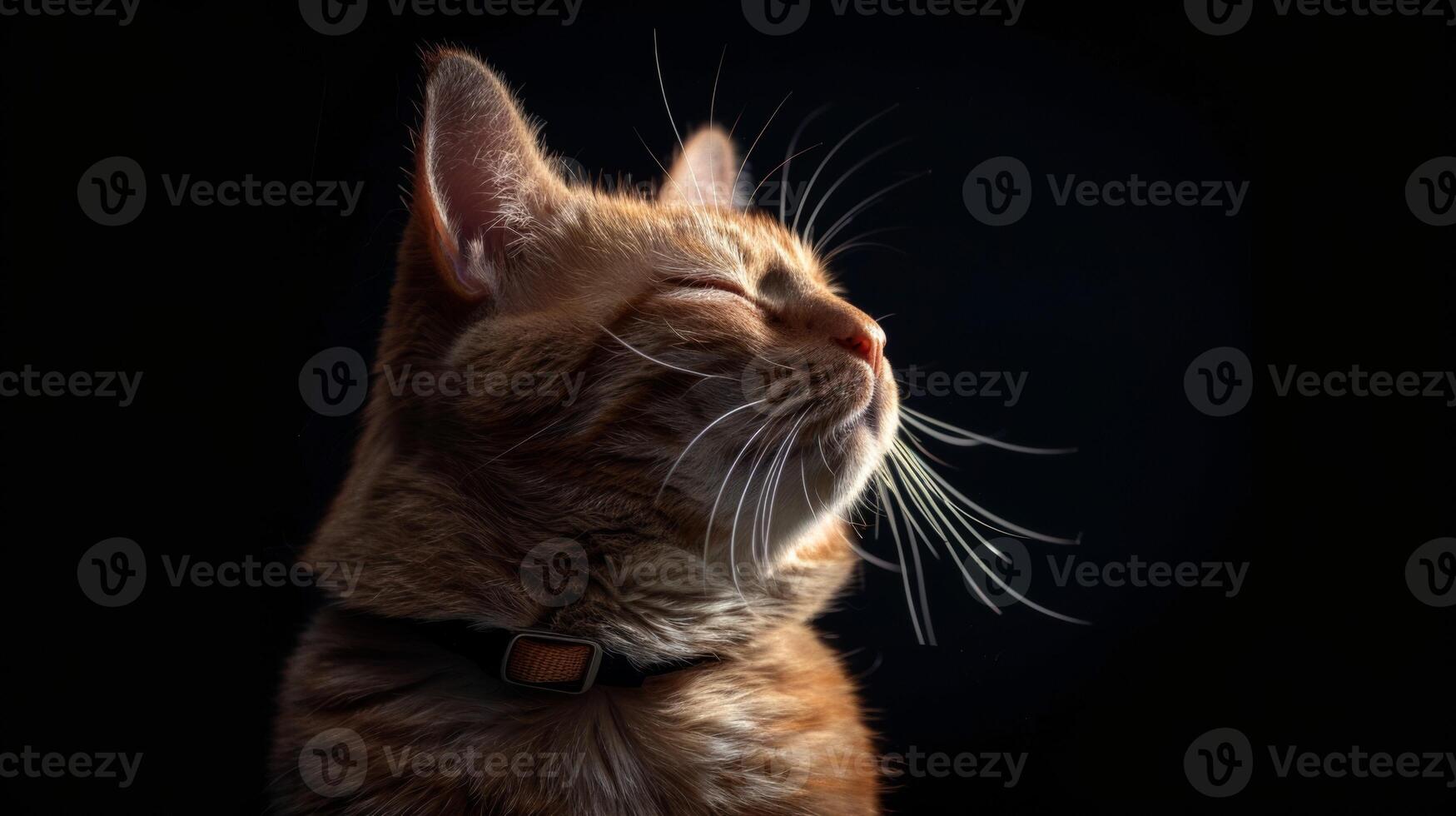 AI generated Cat with a cat collar professional photography photo