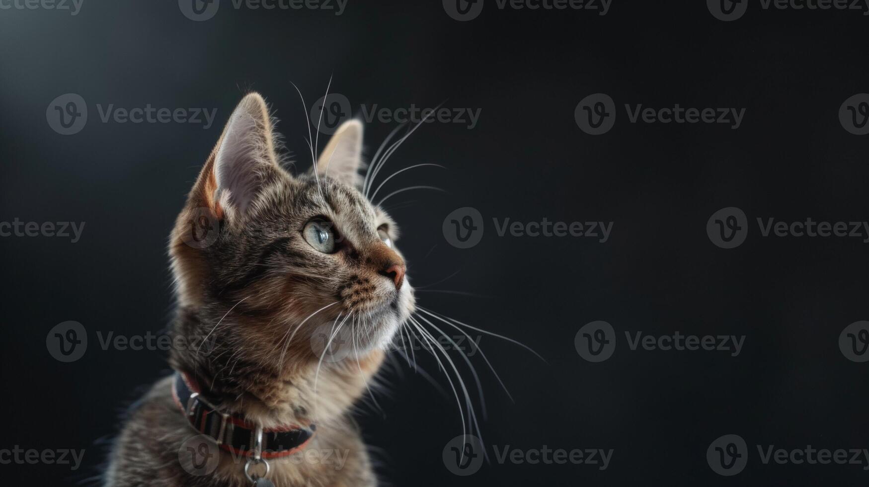 AI generated Cat with a cat collar professional photography photo