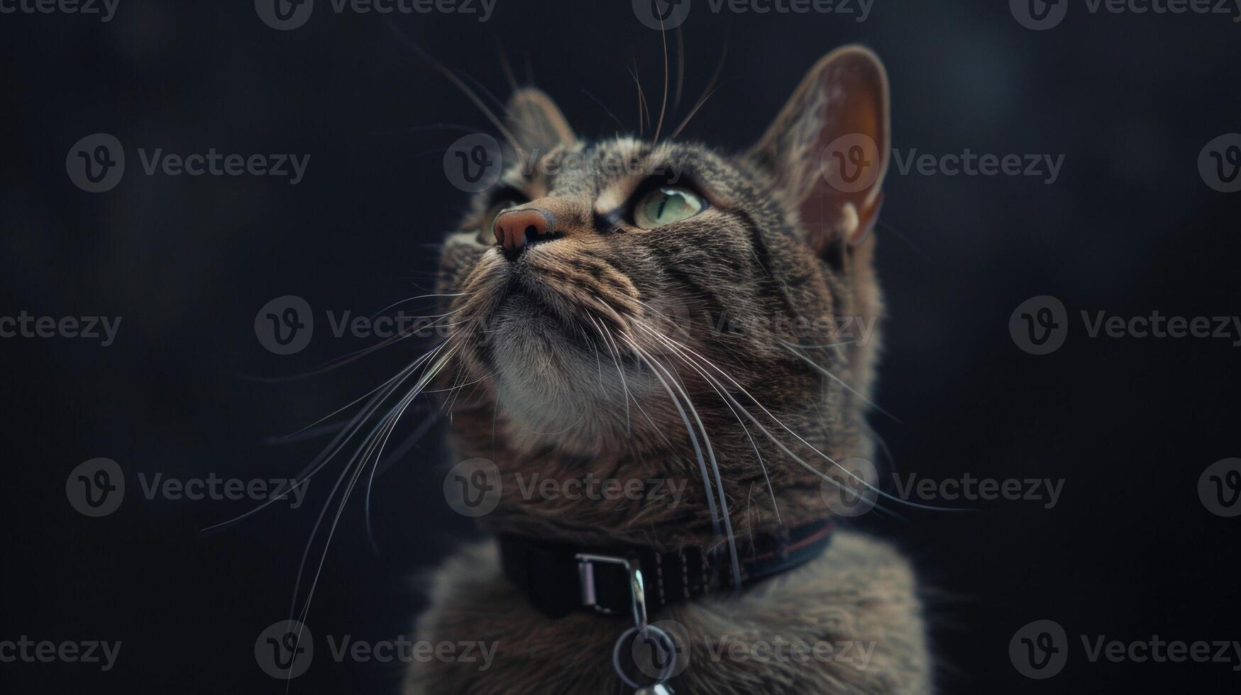 AI generated Cat with a cat collar professional photography photo