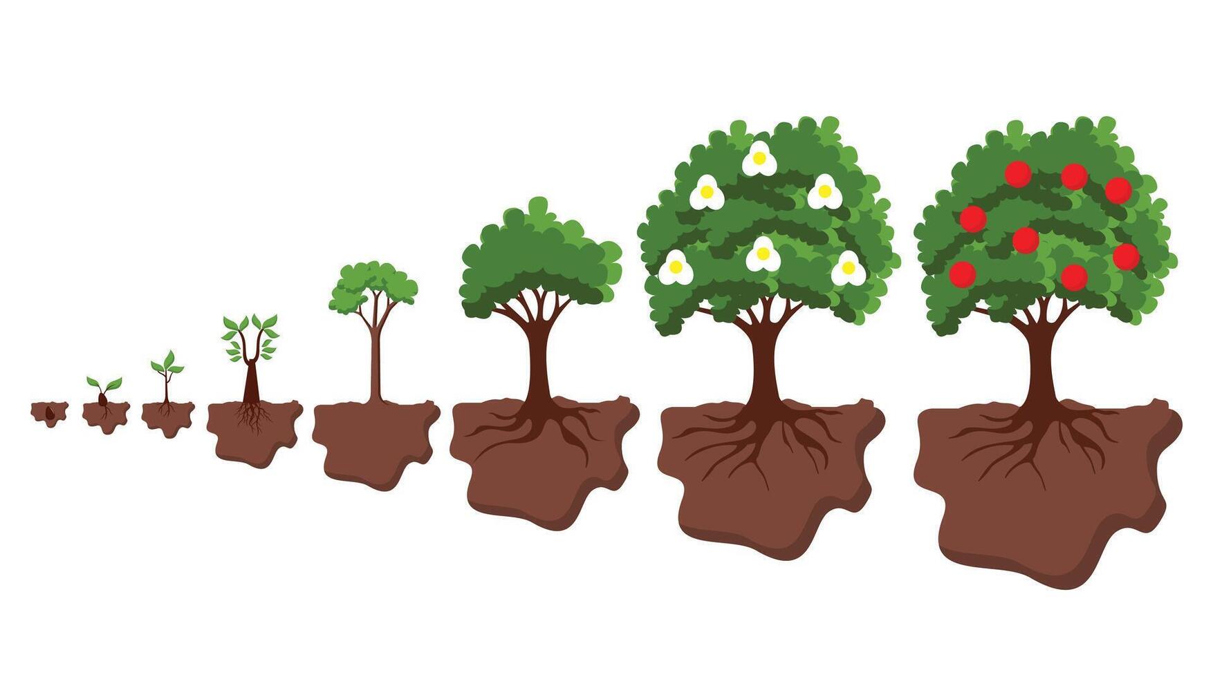 Life cycle and plant fertility. vector