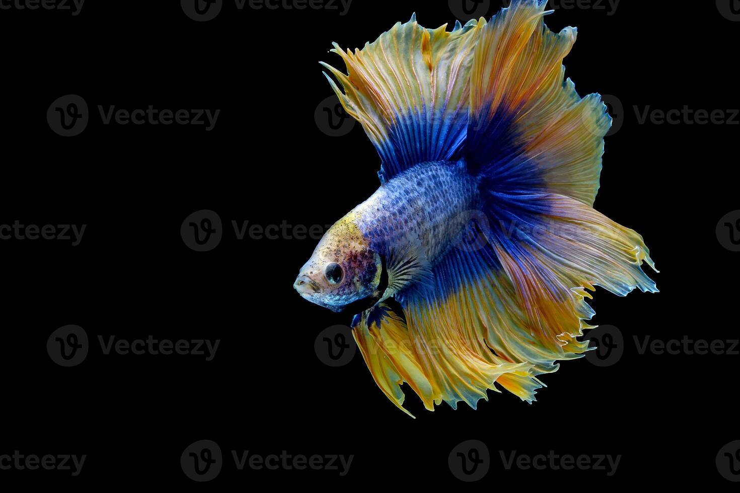 Blue yellow double tail halfmoon betta fish photo