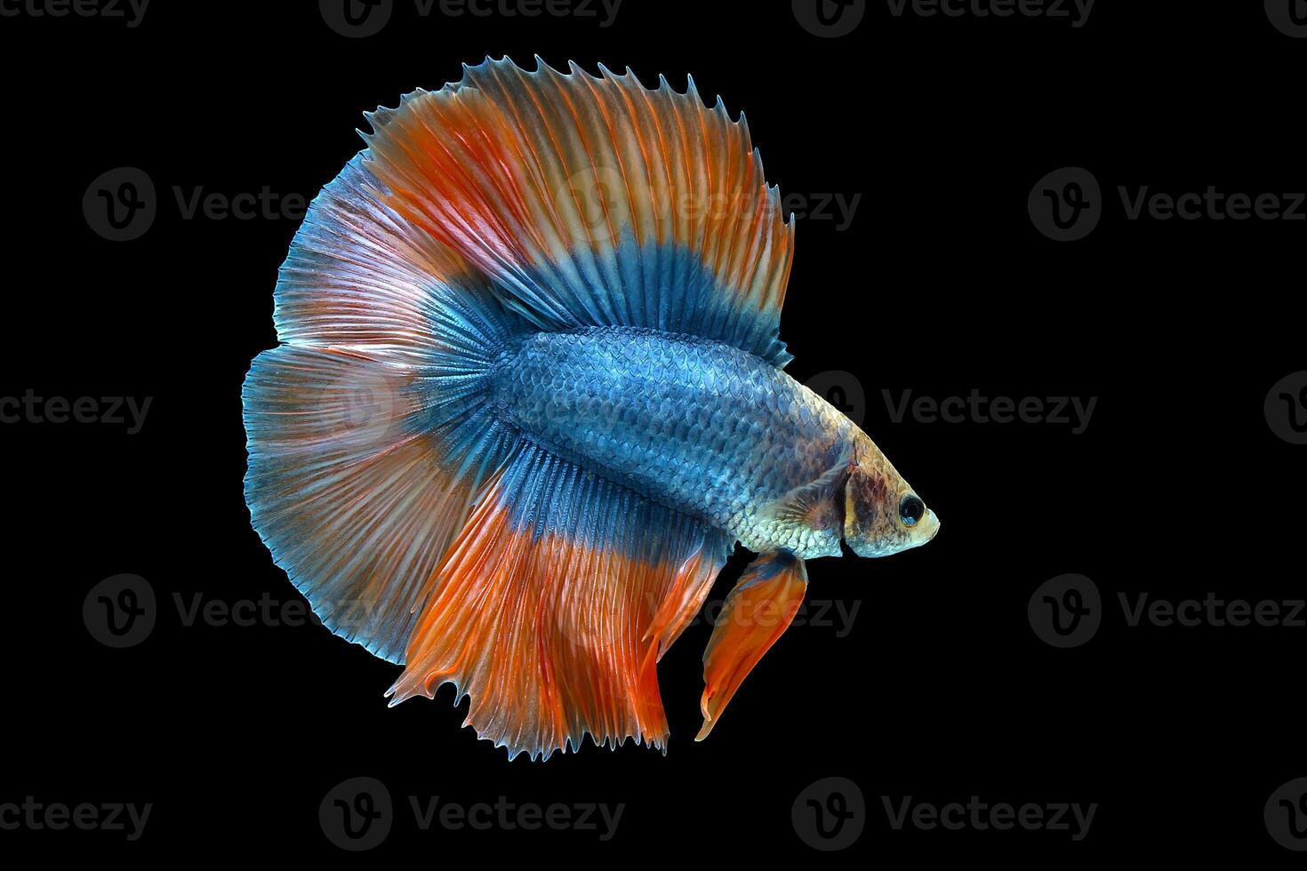 Orange Double tail Halfmoon Betta fish photo