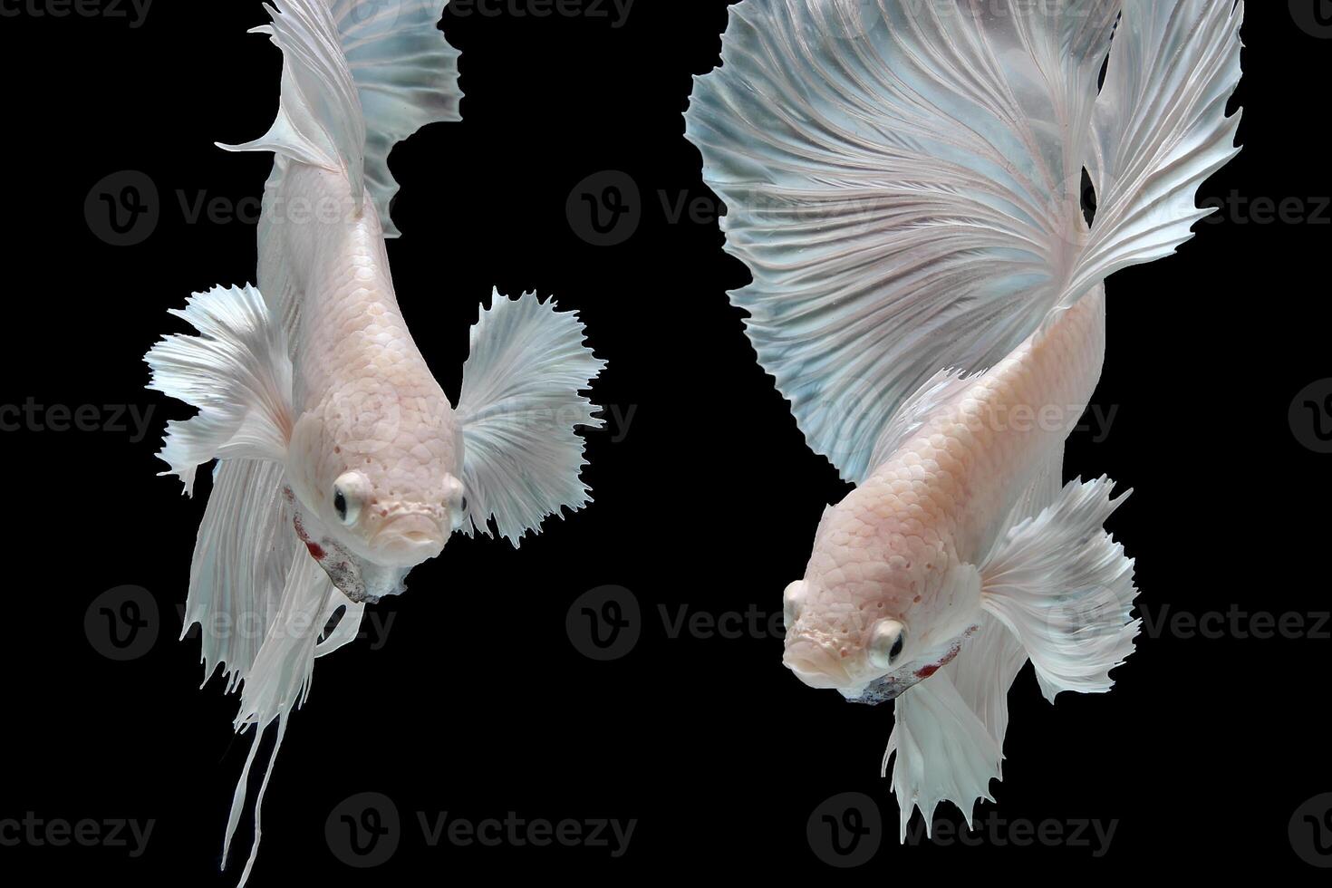 Platinum Halfmoon dumbo ear betta fish on black background photo