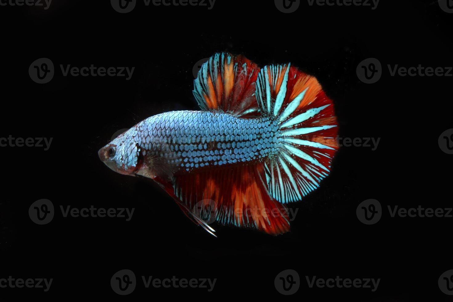 Dragon nemo, betta fish on black background photo