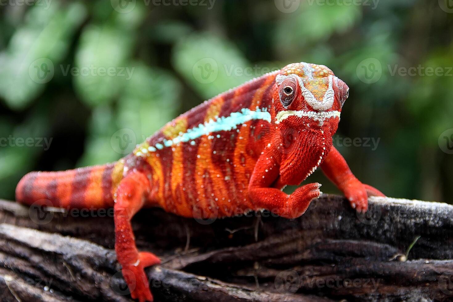 Beautiful creature ambilobe panther chameleon photo