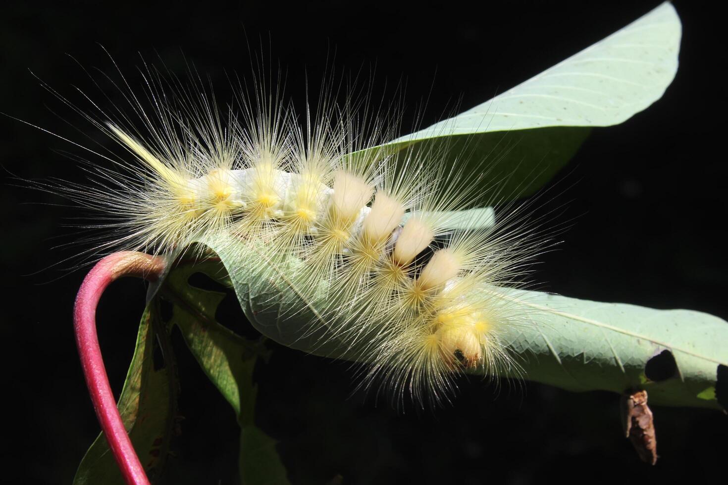 yellowish-white caterpillars crawling on a branch photo