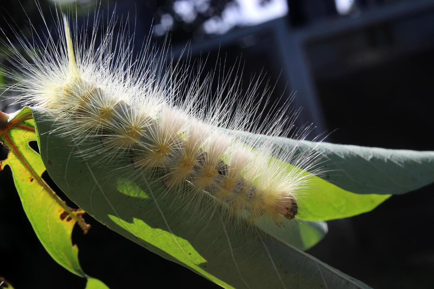 yellowish-white caterpillars crawling on a branch photo