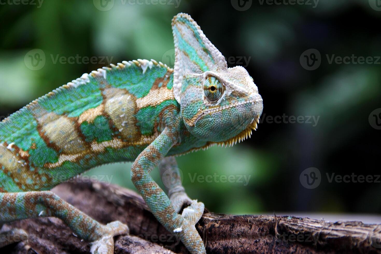 The veiled chameleon ,Chamaeleo calyptratus photo