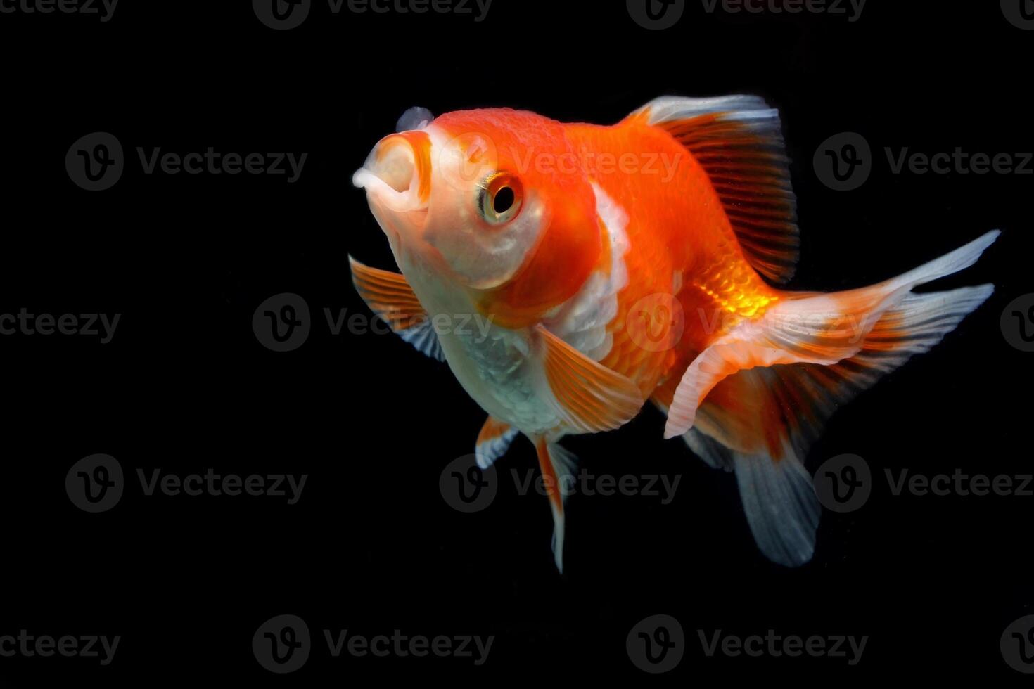 Red and white fancy goldfish on black background photo