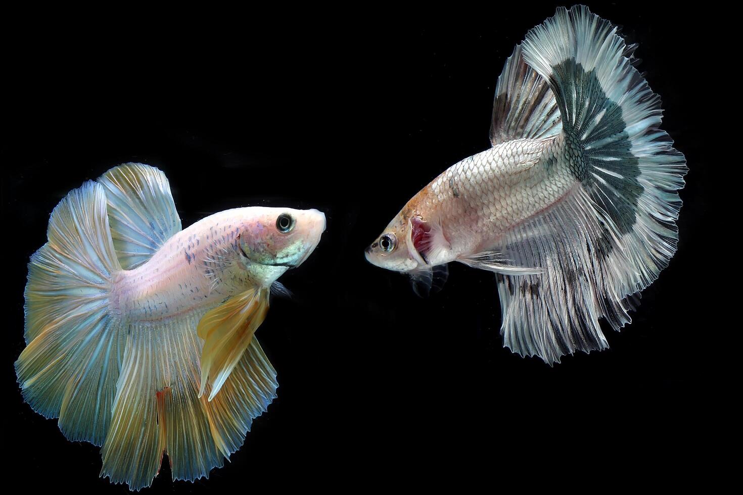 Yellow fancy halfmoon betta fish on black background photo