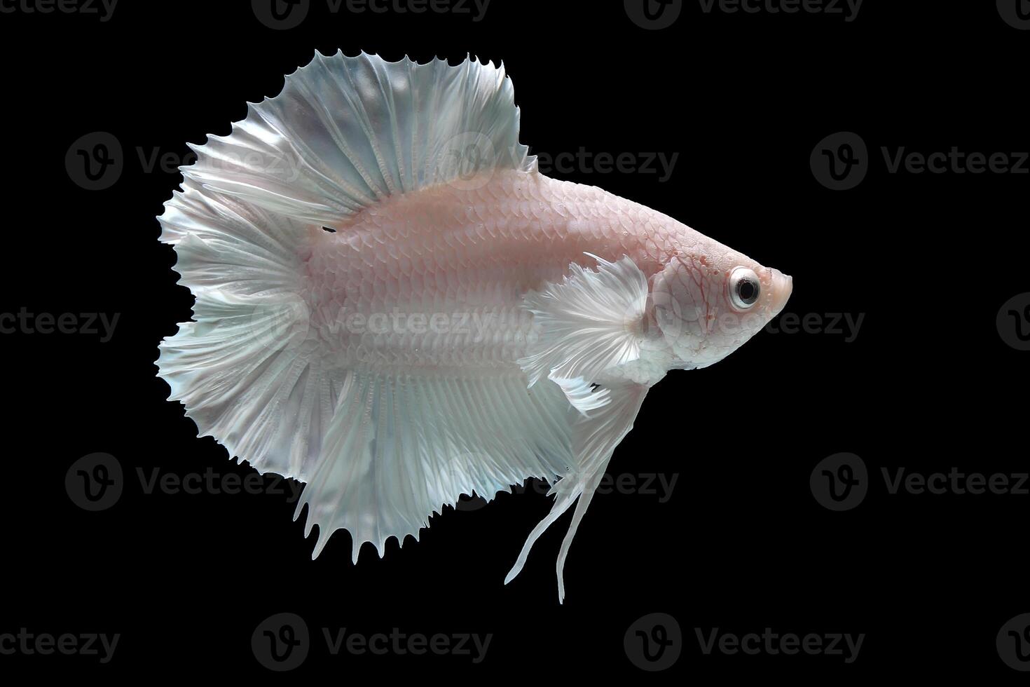 Platinum Halfmoon dumbo ear betta fish on black background photo