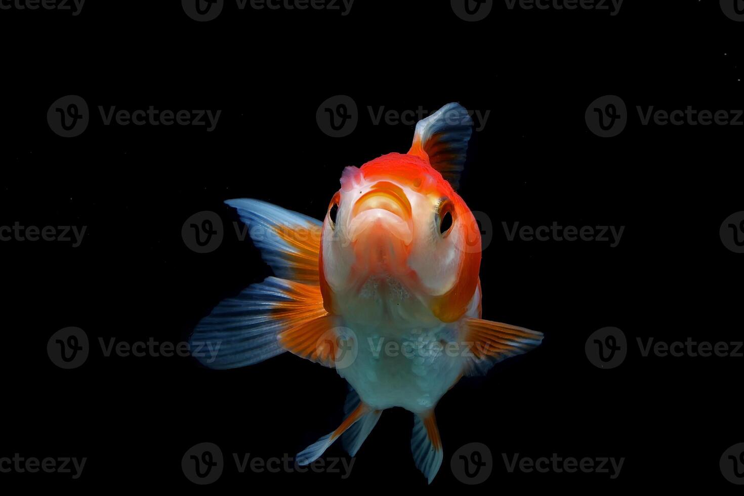 Red and white fancy goldfish on black background photo