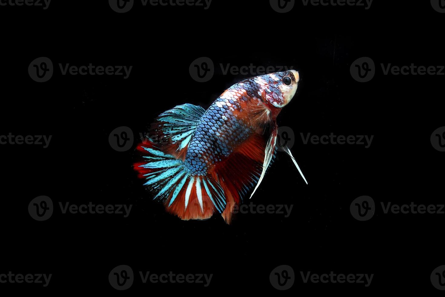 Dragon nemo, betta fish on black background photo