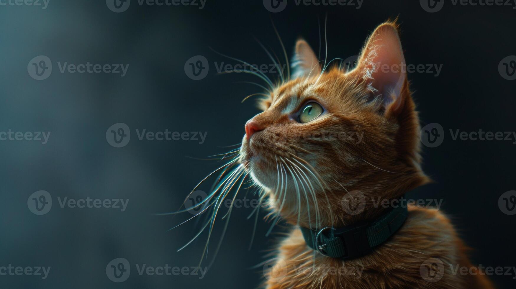 AI generated Cat with a cat collar professional photography photo