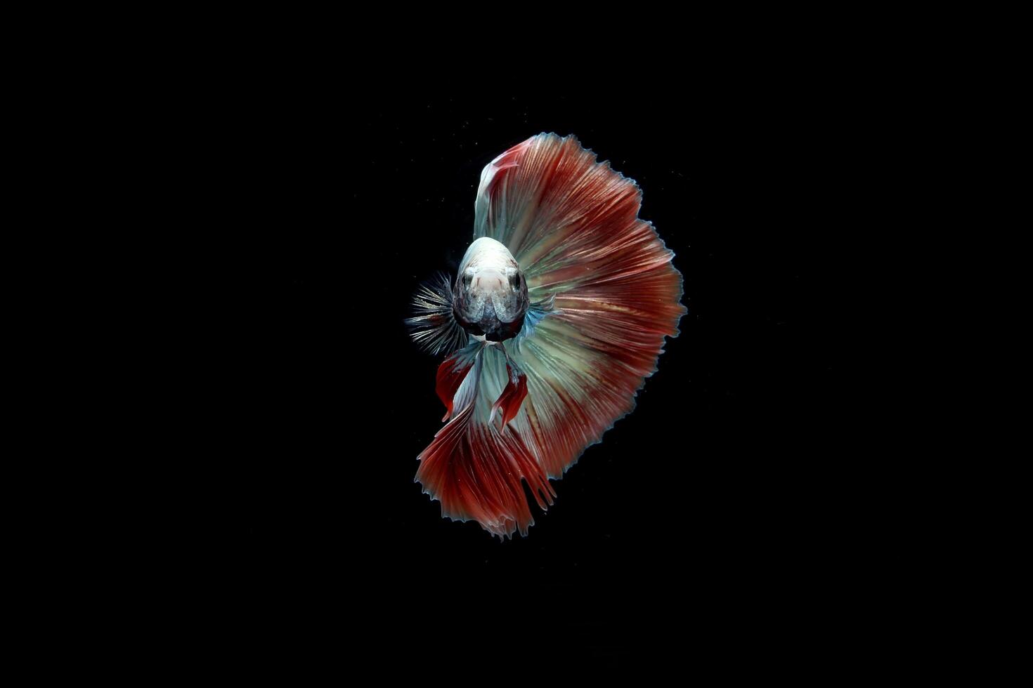 Beautiful cambodian halfmoon tail betta photo