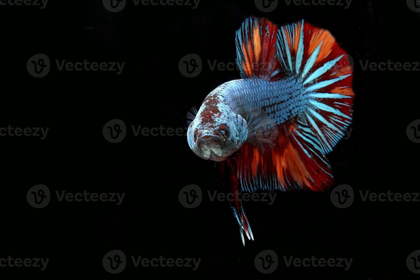 Dragon nemo, betta fish on black background photo