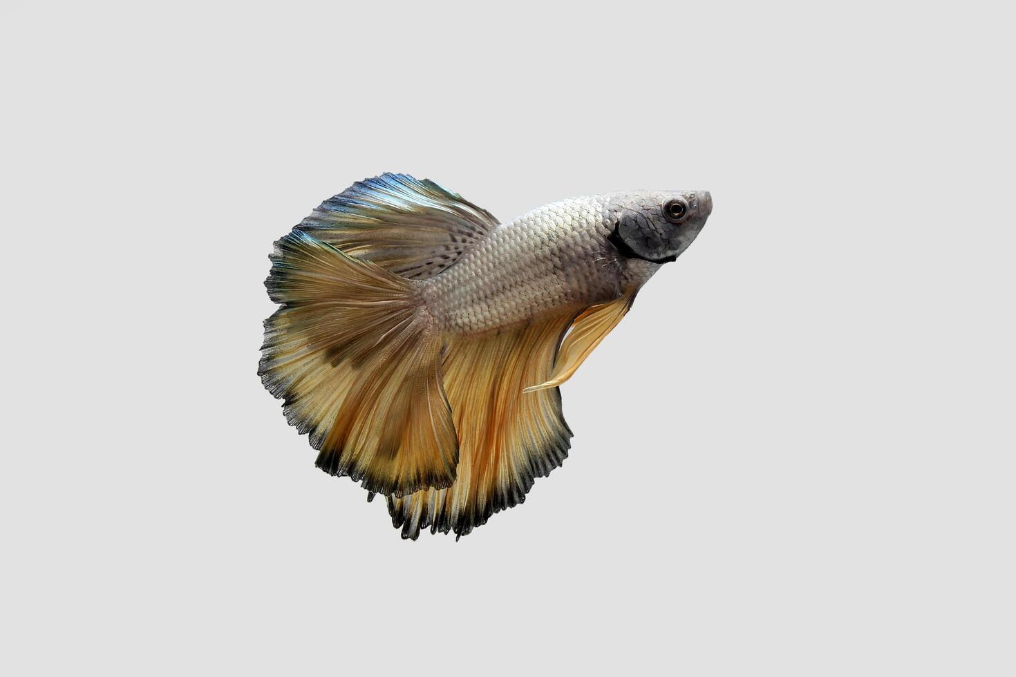 Yellow pineapple dragon halmoon betta photo