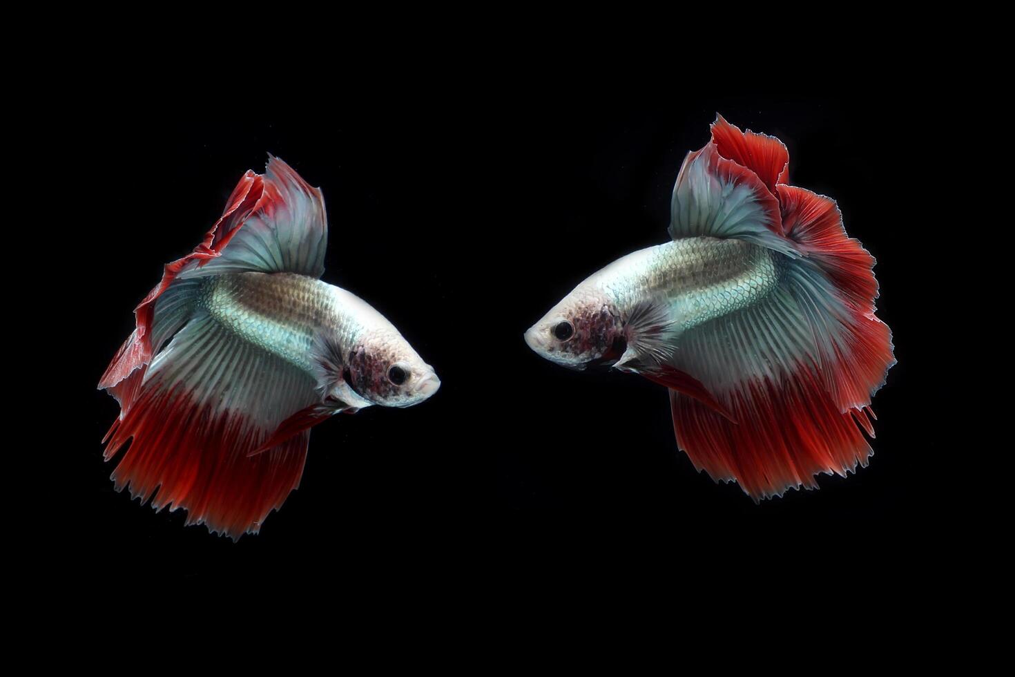 Beautiful cambodian halfmoon tail betta photo