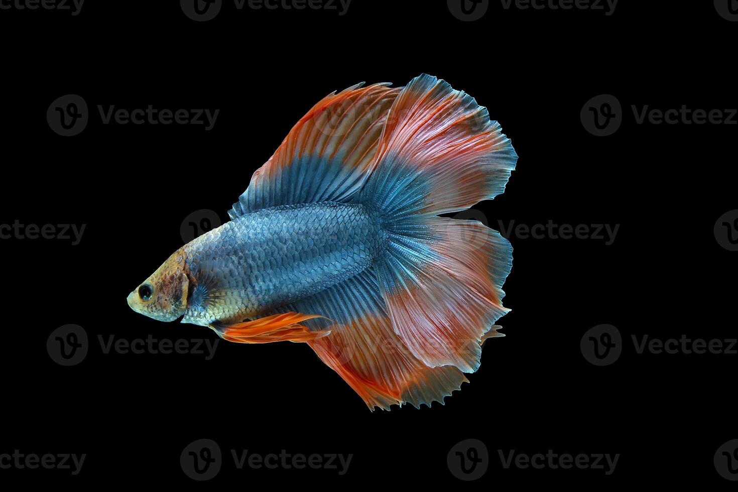 Orange Double tail Halfmoon Betta fish photo