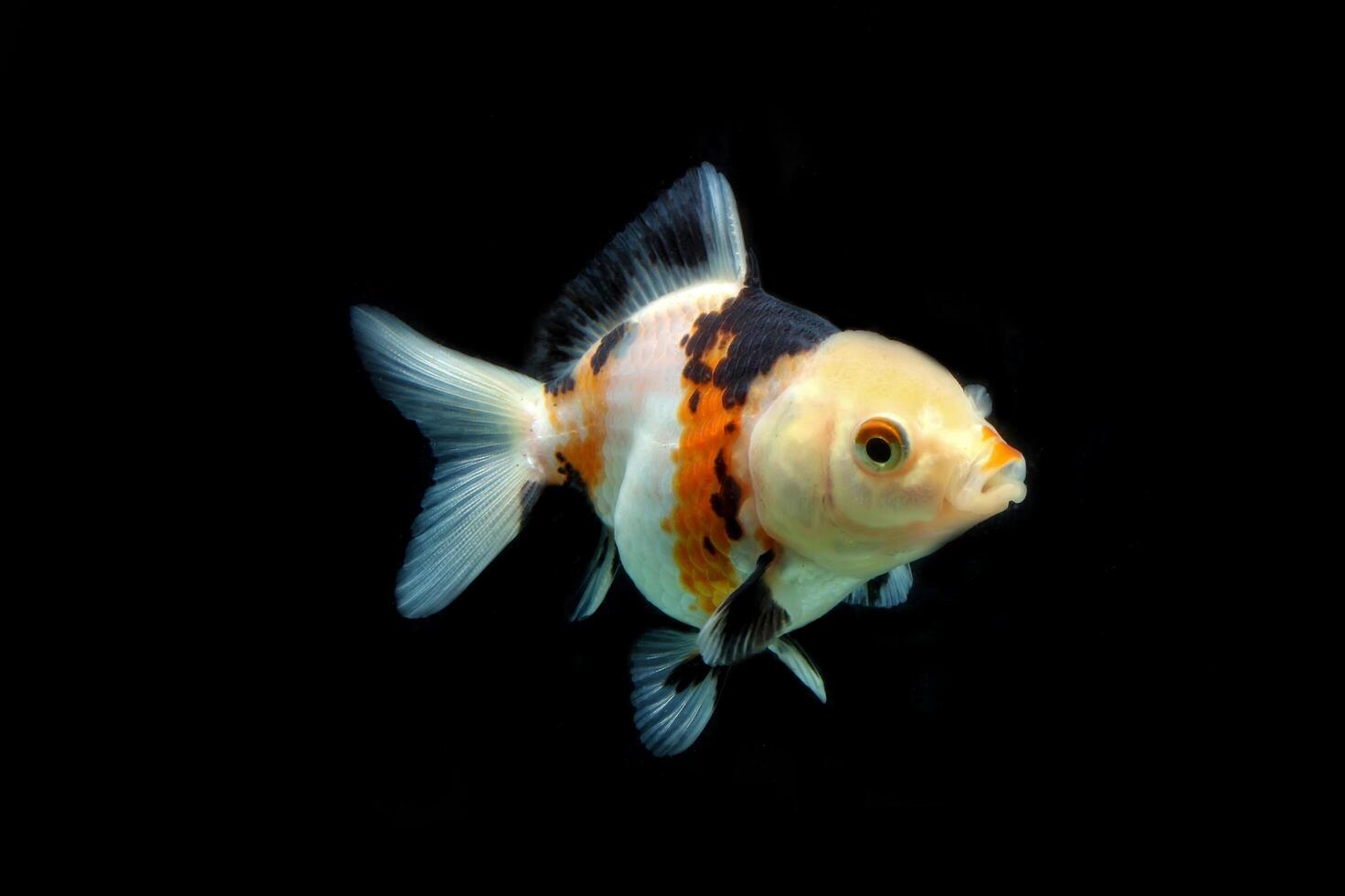 three color goldfish isolated on black photo