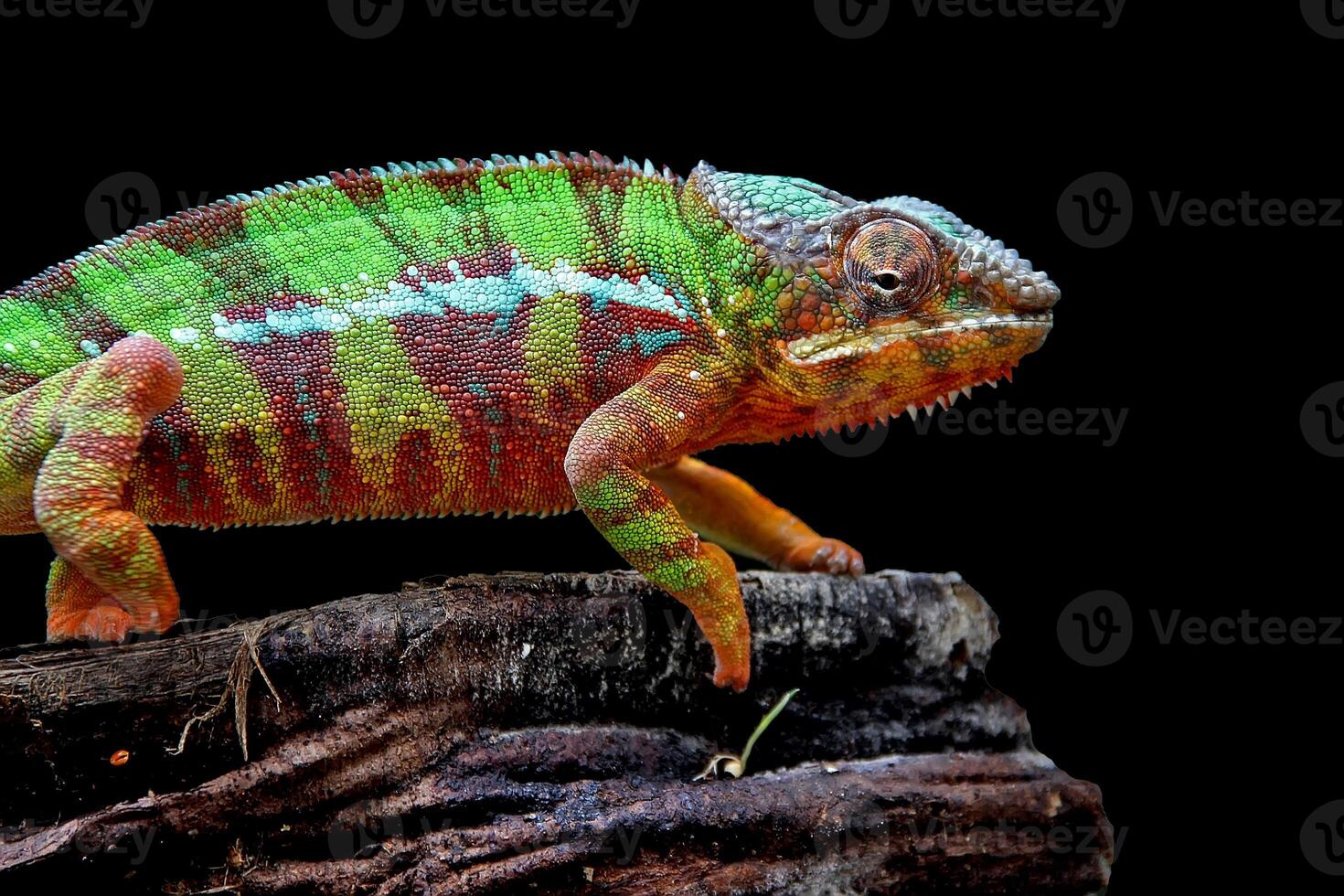 Beautiful creature ambilobe panther chameleon photo