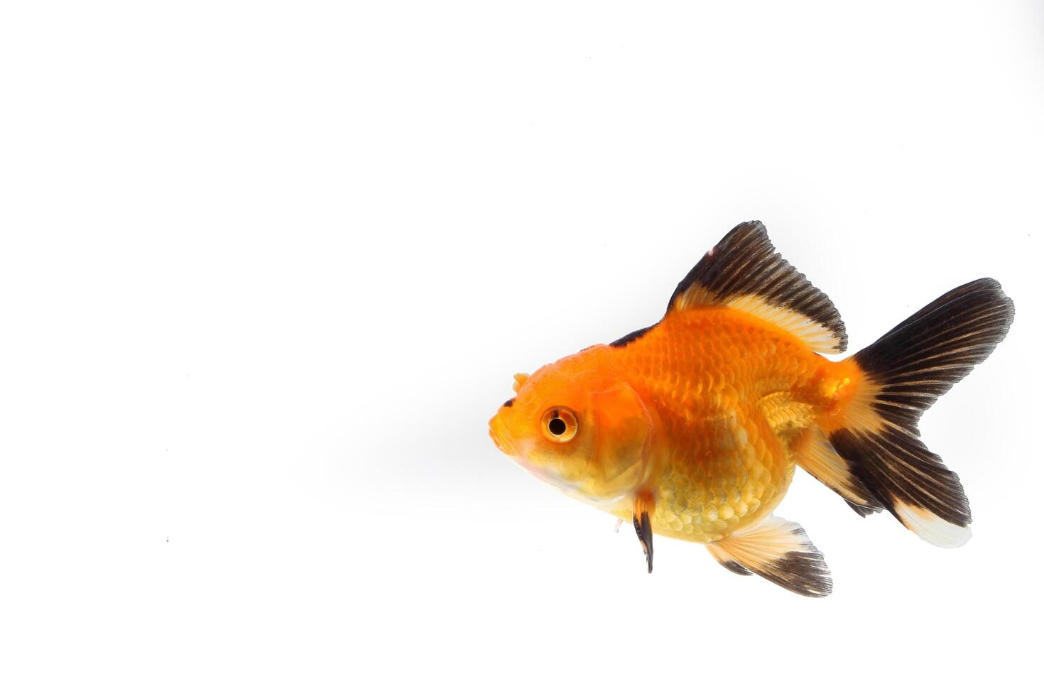 gold fish in a glass photo