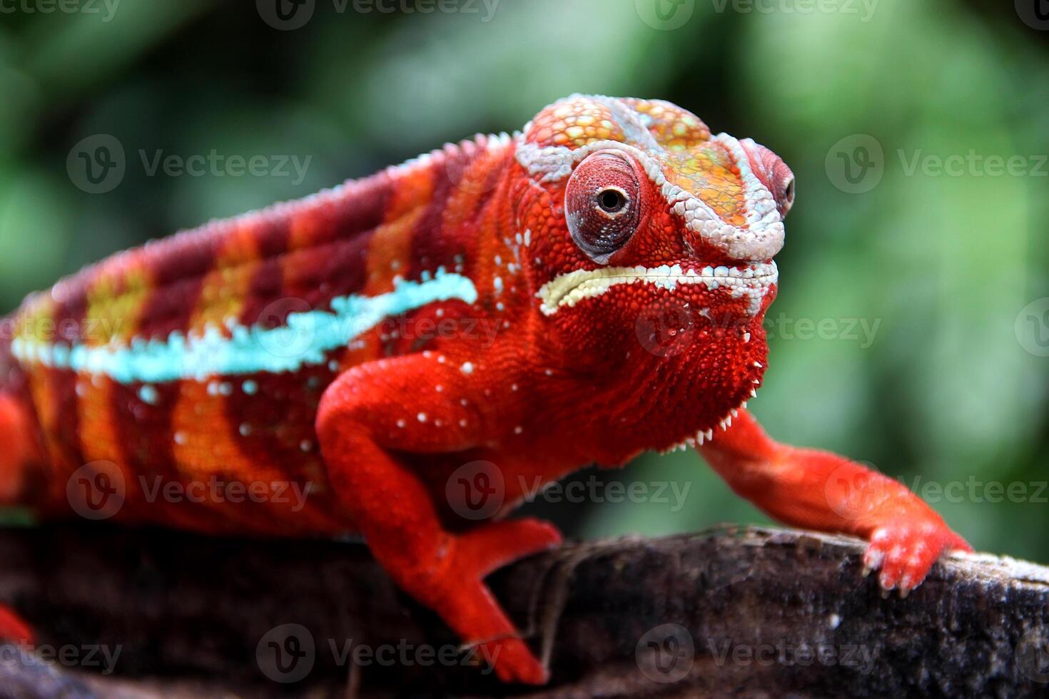 hermosa criatura ambilobe pantera camaleón foto