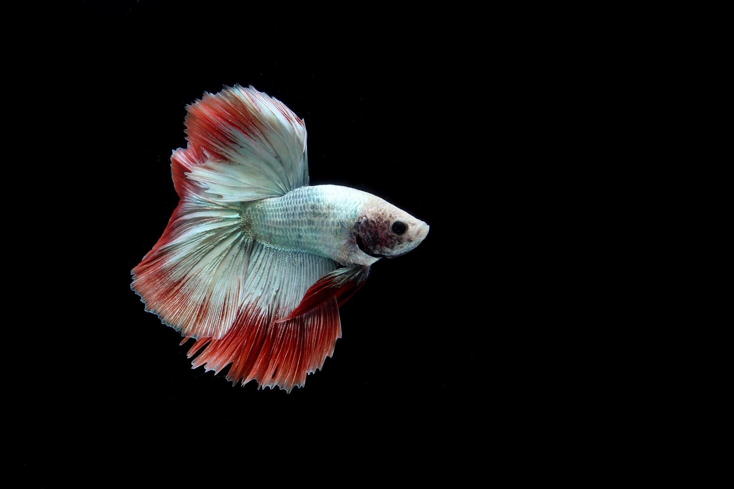 Beautiful cambodian halfmoon tail betta photo