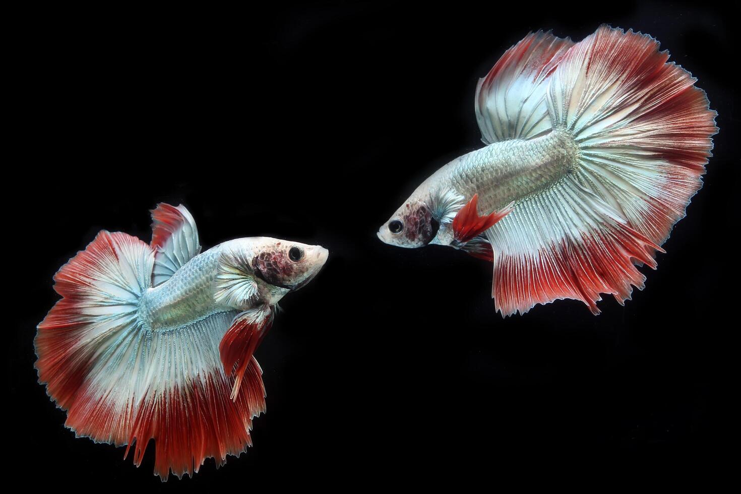 Beautiful cambodian halfmoon tail betta photo